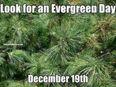 Look For an Evergreen Day – home4tina